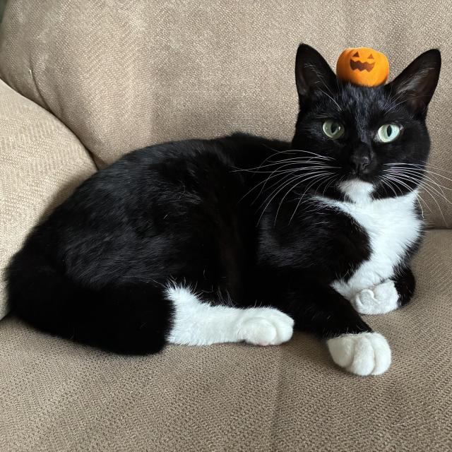 A black and white cat is lounging on a beige couch with a small jack-o’-lantern, sitting on its head. The cat has yellow eyes and a playful expression.