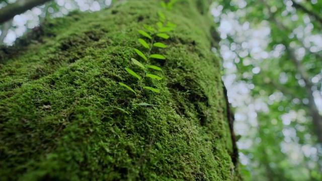 Forests cool the planet 🆒🌳🍃 like natural #aircon. What happens when they're gone? #Deforestation heats local areas as much as 4.5℃. Keep #forests intact for people and rare animals. #Boycottpalmoil #Boycott4Wildlife @palmoildetect @palmoildetect.bsky.social  https://palmoildetectives.com/2022/03/06/deforestation-can-raise-local-temperatures-by-up-to-4-5%e2%84%83-and-heat-untouched-areas-6km-away/?utm_source=mastodon&utm_medium=Palm+Oil+Detectives&utm_campaign=publer   