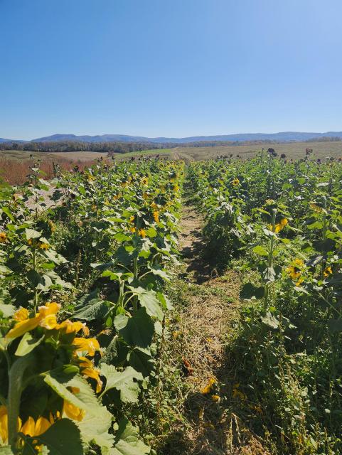 Rows of of flowers with blue mountains in the background