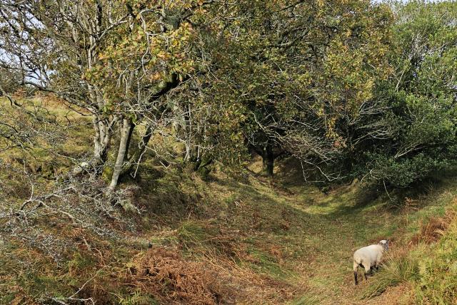 The bank and ditch of an Iron Age hillfort, with scrubby trees and a single sheep.