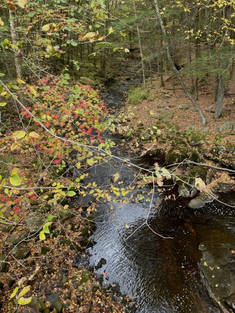 Looking downward at a pooling of water in a wooded brook. The water is root beer colored and not very deep, perhaps 6-8 inches. Fallen leaves and small rocks line both sides of the brook. In the foreground, hanging in front of the water is the branch of a Red Maple tree with a collection of leaves ranging in color from green to vibrant red, all in the midsts of their autumn turning.