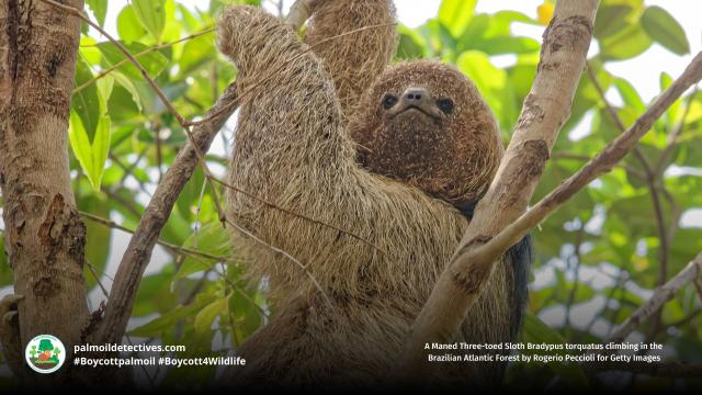 Happy #InternationalSlothDay🦥 DYK #sloths hold their breath underwater for longer than #dolphins?  40 min+! A rolling stone gathers no moss but a sloth will, moving so slow they grow algae in their fur #BoycottPalmOil #Boycott4Wildlife  https://palmoildetectives.com/2021/03/10/maned-three-toed-sloth-bradypus-torquatus/?utm_source=mastodon&utm_medium=Palm+Oil+Detectives&utm_campaign=publer @palmoildetect