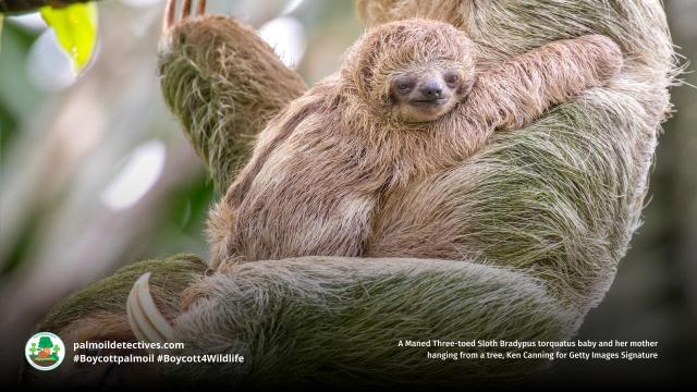 Happy #InternationalSlothDay🦥 DYK #sloths hold their breath underwater for longer than #dolphins?  40 min+! A rolling stone gathers no moss but a sloth will, moving so slow they grow algae in their fur #BoycottPalmOil #Boycott4Wildlife  https://palmoildetectives.com/2021/03/10/maned-three-toed-sloth-bradypus-torquatus/?utm_source=mastodon&utm_medium=Palm+Oil+Detectives&utm_campaign=publer @palmoildetect