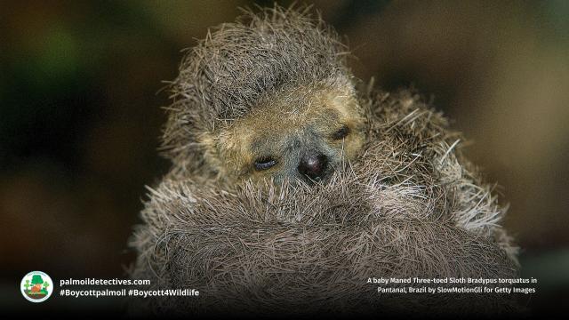Happy #InternationalSlothDay🦥 DYK #sloths hold their breath underwater for longer than #dolphins?  40 min+! A rolling stone gathers no moss but a sloth will, moving so slow they grow algae in their fur #BoycottPalmOil #Boycott4Wildlife  https://palmoildetectives.com/2021/03/10/maned-three-toed-sloth-bradypus-torquatus/?utm_source=mastodon&utm_medium=Palm+Oil+Detectives&utm_campaign=publer @palmoildetect