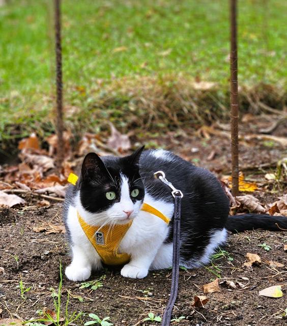 Tuxedo cat wearing yellow harness sitting in vegetable garden 