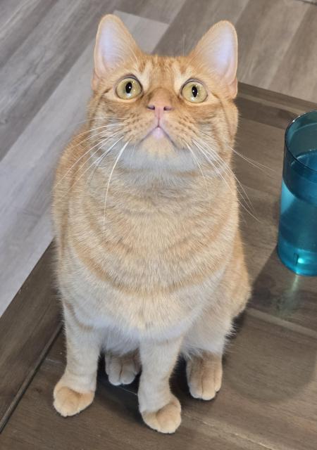 An orange cat stares intensely at something above the camera.