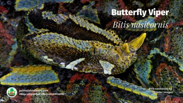 October 21st is #NationalReptileAwareness Day 🐸🐍🦎 There's over 10K #reptiles species, many remain undiscovered. Our cold-blooded kin are threatened by #palmoil and #meat #deforestation. Help them survive, be #vegan and #BoycottPalmOil #Boycott4Wildlife https://palmoildetectives.com/2024/06/30/blue-and-uv-light-makes-many-amphibians-glow-in-ways-that-people-cant-normally-see/?utm_source=mastodon&utm_medium=Palm+Oil+Detectives&utm_campaign=publer