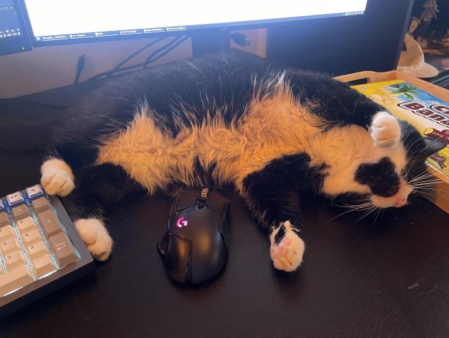 Tuxedo has curled up in my mousing area, on my mouses cord, with her paws on my keyboard, showing her fluffy belly