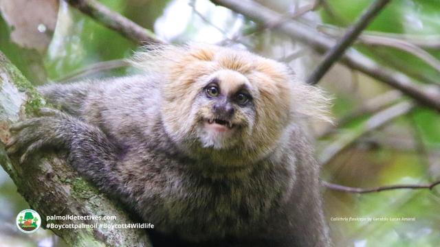 Just 7% of the Buffy-tufted-ear #Marmosets' home remains in #Brazil 🇧🇷 they are on the edge of #extinction from #palmoil and #meat #deforestation. Fight for them and be #vegan 🍌🍉 #Boycottpalmoil and #Boycott4Wildlife 🌴🪔☠️🩸🔥🧐🙈🚫 @palmoildetect https://palmoildetectives.com/2022/11/06/buffy-tufted-ear-marmoset-callithrix-aurita/?utm_source=mastodon&utm_medium=Palm+Oil+Detectives&utm_campaign=publer