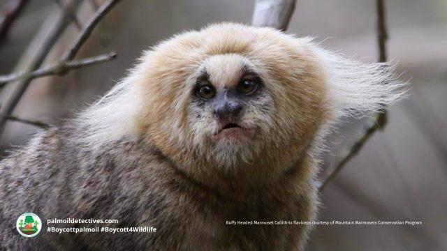 Just 7% of the Buffy-tufted-ear #Marmosets' home remains in #Brazil 🇧🇷 they are on the edge of #extinction from #palmoil and #meat #deforestation. Fight for them and be #vegan 🍌🍉 #Boycottpalmoil and #Boycott4Wildlife 🌴🪔☠️🩸🔥🧐🙈🚫 @palmoildetect https://palmoildetectives.com/2022/11/06/buffy-tufted-ear-marmoset-callithrix-aurita/?utm_source=mastodon&utm_medium=Palm+Oil+Detectives&utm_campaign=publer