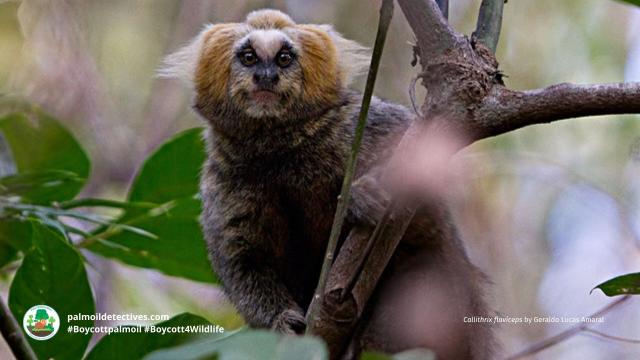 Just 7% of the Buffy-tufted-ear #Marmosets' home remains in #Brazil 🇧🇷 they are on the edge of #extinction from #palmoil and #meat #deforestation. Fight for them and be #vegan 🍌🍉 #Boycottpalmoil and #Boycott4Wildlife 🌴🪔☠️🩸🔥🧐🙈🚫 @palmoildetect https://palmoildetectives.com/2022/11/06/buffy-tufted-ear-marmoset-callithrix-aurita/?utm_source=mastodon&utm_medium=Palm+Oil+Detectives&utm_campaign=publer