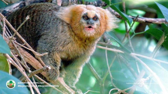 Just 7% of the Buffy-tufted-ear #Marmosets' home remains in #Brazil 🇧🇷 they are on the edge of #extinction from #palmoil and #meat #deforestation. Fight for them and be #vegan 🍌🍉 #Boycottpalmoil and #Boycott4Wildlife 🌴🪔☠️🩸🔥🧐🙈🚫 @palmoildetect https://palmoildetectives.com/2022/11/06/buffy-tufted-ear-marmoset-callithrix-aurita/?utm_source=mastodon&utm_medium=Palm+Oil+Detectives&utm_campaign=publer