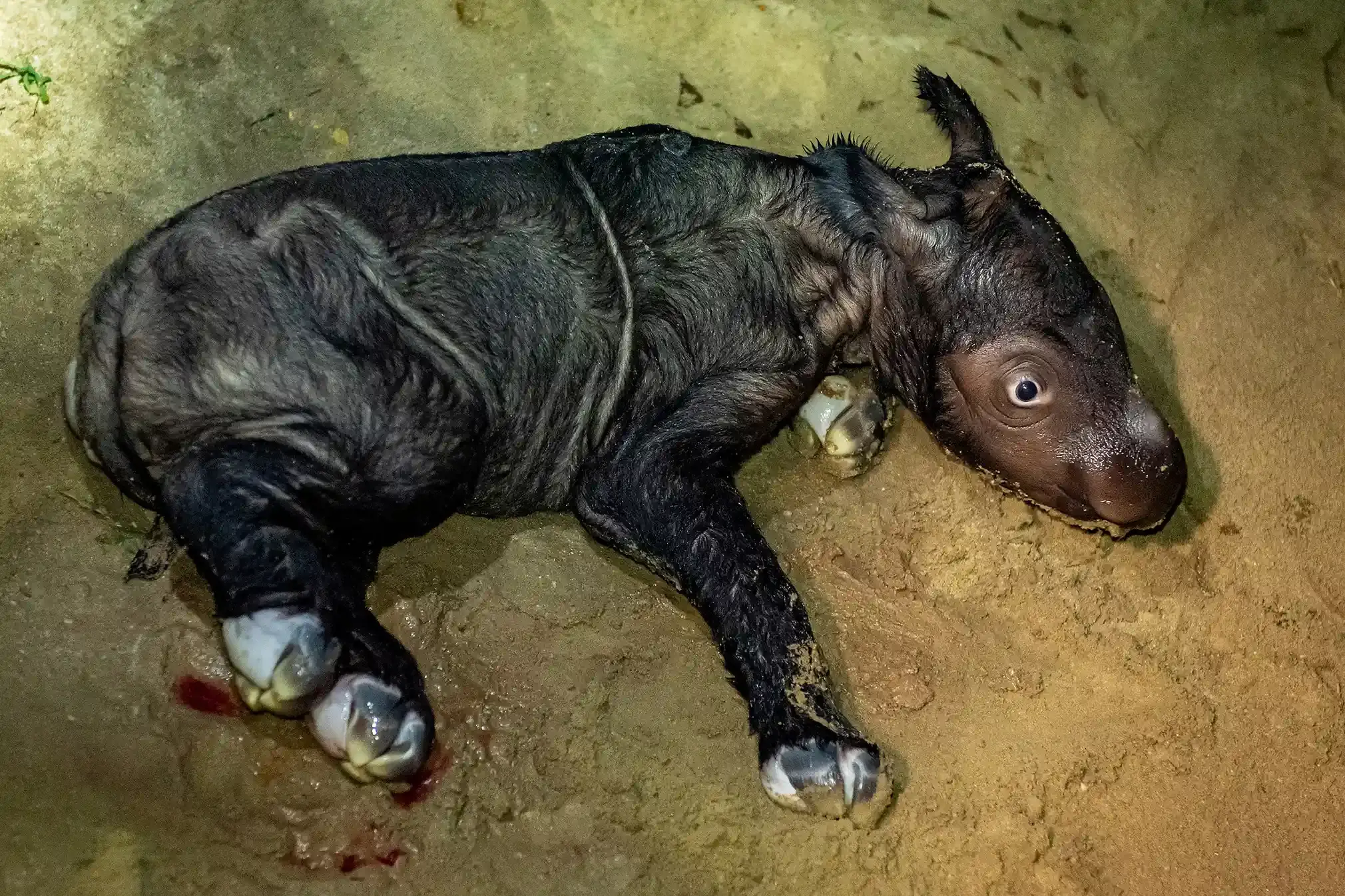A newly-born female Sumatran rhino
Antara Foto