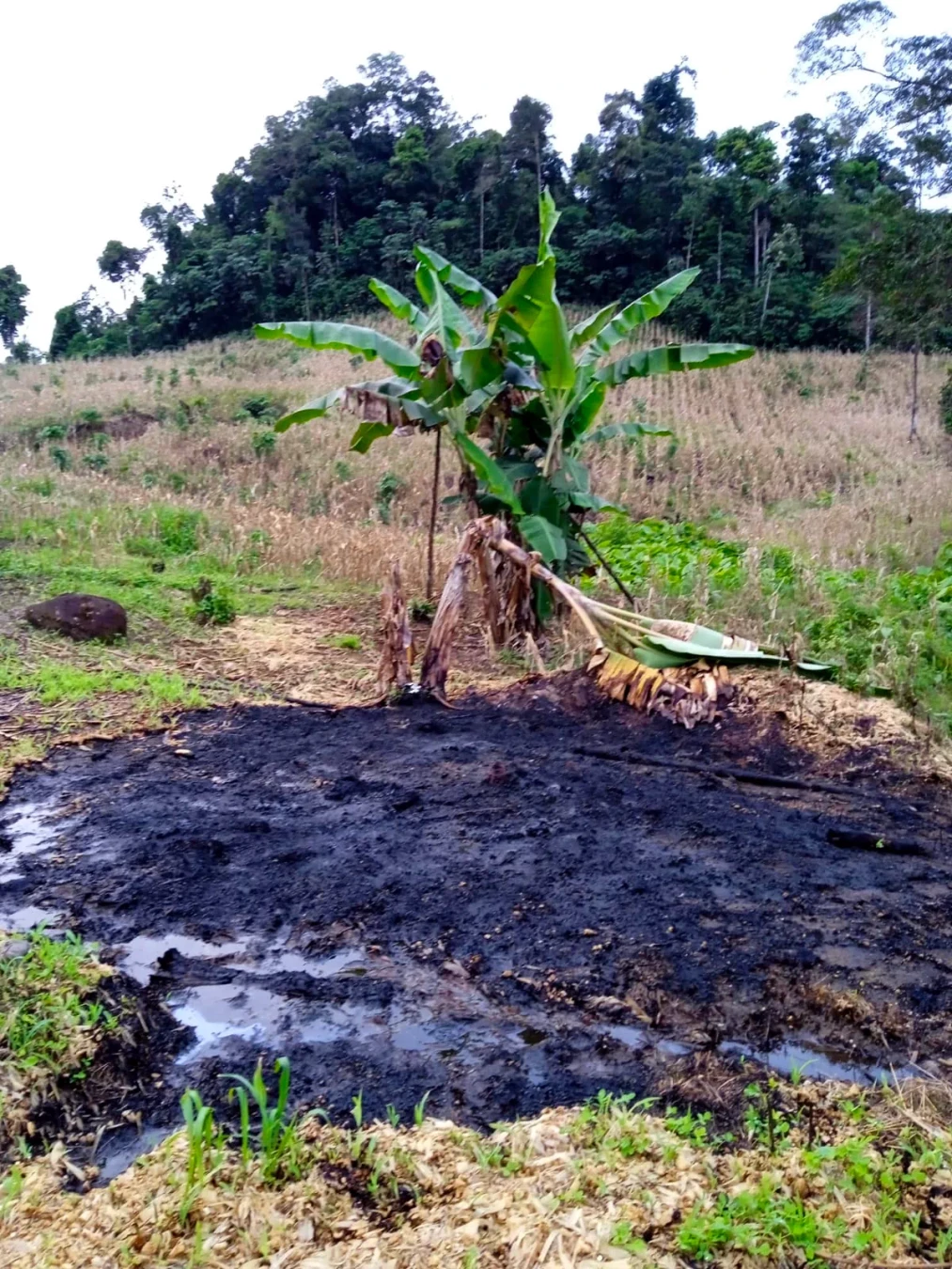 A photo of an area of land recently cleared and used to grow maize. The maize has been harvestd, and the straight rows of dry and brown stalks are visible in the background. In the centre of the photo is a single banana plant with one of its pseudostems broken and bent down to the ground. The foreground of the image contains a large blackened patch of ground where the refuse from the maize harvest was piled and burnt. Some green pasture grass is already colonising the area. In the far back of the image, at the top of the hill, the last patch of original rainforest remains, its dark green contrasting with the brown and burnt landscape below and the white overcast sky above.