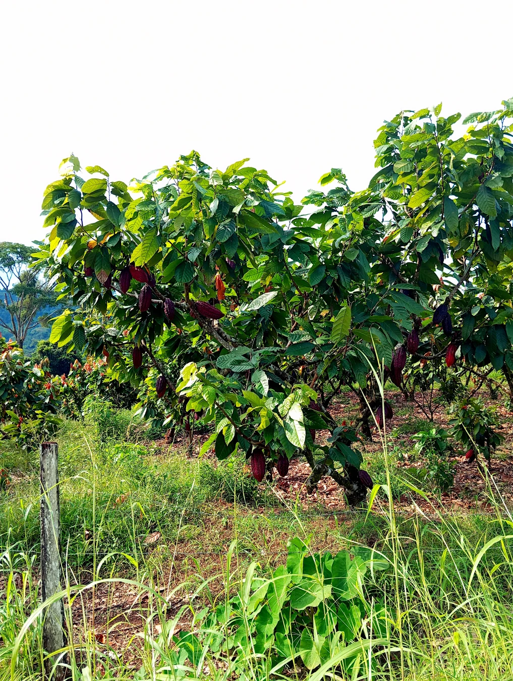 A photo of a cacao tree growing in a monoculture plantation tinted slightly yellow by the late afternoon sun. Other than a small clump of taro visible near the bottom of the photo, the entire plantation consists of only cacao trees and invasive grasses (visible going to seed in the foreground). Any patch of ground not covered by cacao leaves is grass. No birds, insects, or other animals are visible. At the left of the image, far in the background, is what remains of the original rainforest, appearing almost blue in contrast to the vegetation in front of it.