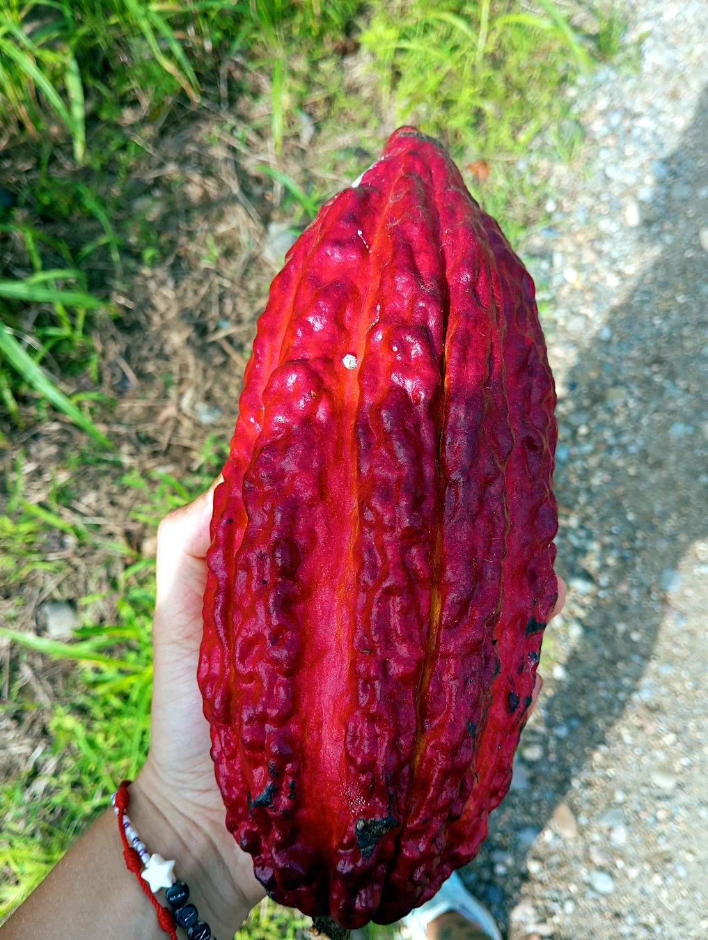 A photo of a ripe red cacao fruit held in someone's left hand. The deep red appears almost purple in the holder's shadow and contrasts with the small amount of yellow between the ridges. The ground is visible behind the fruit and consists of the holder's shadow on a gravel road in the right of the photo and the invasive demon grass growing alongside the road in the left of the photo.