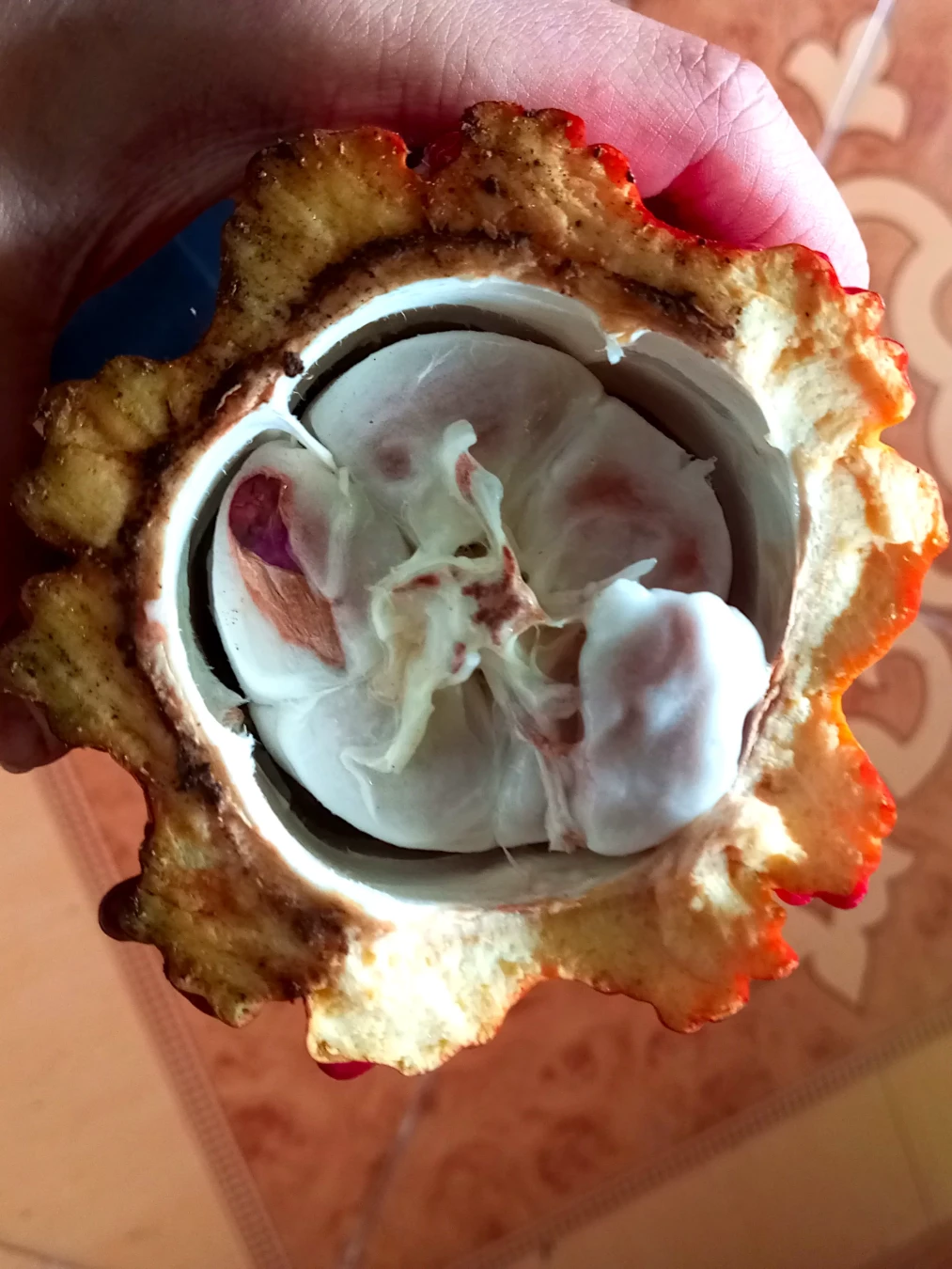 A photo of a latitudinal cross-section of a cacao fruit held in someone's left hand. A small amount of white pulp clings to each pinkish-brown seed. The seeds are packed tightly together around a thin central core, and there is a slight gap between this mass of the seeds and the thick outer shell of the fruit. One seed has been cut slightly to reveal the purple interior. The background of the photo is a ceramic tile floor.