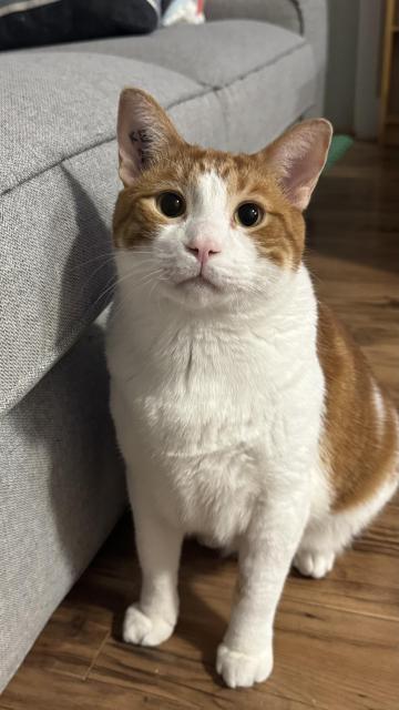 An orange and white cat seated on the floor beside a sofa. He's staring at the camera expectantly.