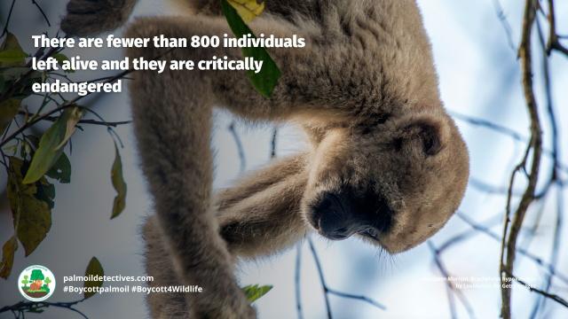 #Deforestation for #mining #palmoil 🌴 soy and meat 🥩 in #Brazil’s Atlantic Forest 🌳 threatens #primates important to ecosystem seed dispersal like #muriquis 🐒 Resist and help them survive! Be #vegan #Boycottpalmoil #Boycott4Wildlife @palmoildetect https://wp.me/pcFhgU-8ZZ?utm_source=mastodon&utm_medium=Palm+Oil+Detectives&utm_campaign=publer

