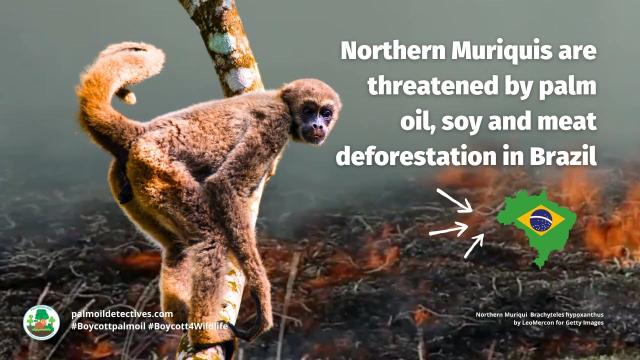 #Deforestation for #mining #palmoil 🌴 soy and meat 🥩 in #Brazil’s Atlantic Forest 🌳 threatens #primates important to ecosystem seed dispersal like #muriquis 🐒 Resist and help them survive! Be #vegan #Boycottpalmoil #Boycott4Wildlife @palmoildetect https://wp.me/pcFhgU-8ZZ?utm_source=mastodon&utm_medium=Palm+Oil+Detectives&utm_campaign=publer

