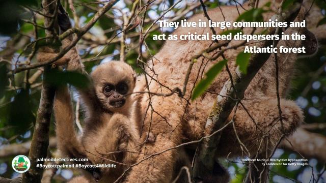 #Deforestation for #mining #palmoil 🌴 soy and meat 🥩 in #Brazil’s Atlantic Forest 🌳 threatens #primates important to ecosystem seed dispersal like #muriquis 🐒 Resist and help them survive! Be #vegan #Boycottpalmoil #Boycott4Wildlife @palmoildetect https://wp.me/pcFhgU-8ZZ?utm_source=mastodon&utm_medium=Palm+Oil+Detectives&utm_campaign=publer

