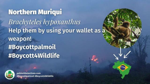 #Deforestation for #mining #palmoil 🌴 soy and meat 🥩 in #Brazil’s Atlantic Forest 🌳 threatens #primates important to ecosystem seed dispersal like #muriquis 🐒 Resist and help them survive! Be #vegan #Boycottpalmoil #Boycott4Wildlife @palmoildetect https://wp.me/pcFhgU-8ZZ?utm_source=mastodon&utm_medium=Palm+Oil+Detectives&utm_campaign=publer

