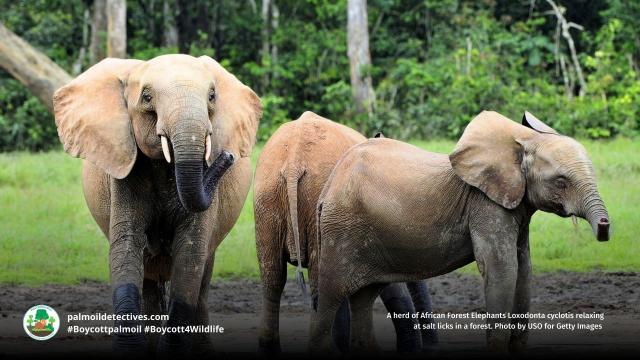 #News: #Elephants 🐘 are watching you watch them! #Study confirms they know when you're paying attention. This shows a deep intelligence that we must respect and protect. #Animal #Intelligence #BoycottPalmOil #Boycott4Wildlife @palmoildetect https://cosmosmagazine.com/nature/animals/asian-elephants-perception/?utm_source=mastodon&utm_medium=Palm+Oil+Detectives&utm_campaign=publer
