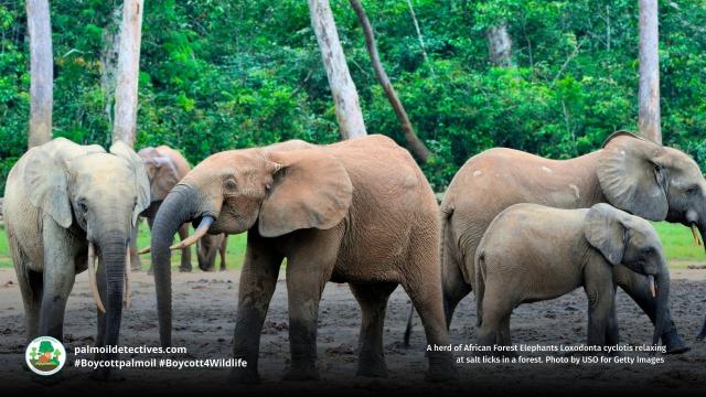 #News: #Elephants 🐘 are watching you watch them! #Study confirms they know when you're paying attention. This shows a deep intelligence that we must respect and protect. #Animal #Intelligence #BoycottPalmOil #Boycott4Wildlife @palmoildetect https://cosmosmagazine.com/nature/animals/asian-elephants-perception/?utm_source=mastodon&utm_medium=Palm+Oil+Detectives&utm_campaign=publer
