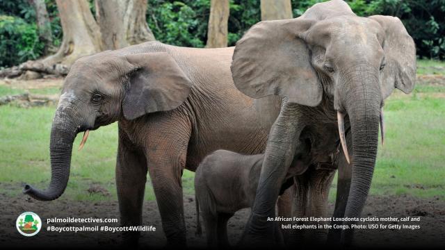 #News: #Elephants 🐘 are watching you watch them! #Study confirms they know when you're paying attention. This shows a deep intelligence that we must respect and protect. #Animal #Intelligence #BoycottPalmOil #Boycott4Wildlife @palmoildetect https://cosmosmagazine.com/nature/animals/asian-elephants-perception/?utm_source=mastodon&utm_medium=Palm+Oil+Detectives&utm_campaign=publer
