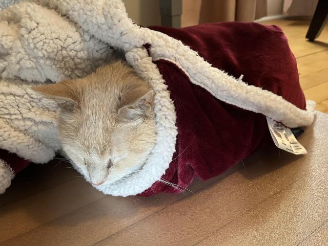 A tan and white cat inside a red velvet and Sherpa lined heated blanket. Only his head is sticking out.