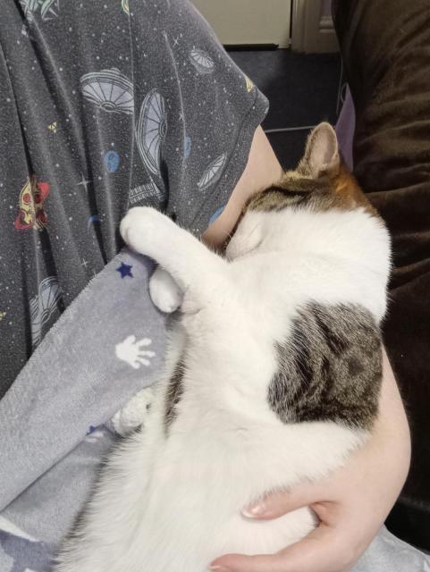 A mackerel tabby cat with a lot of white floof, stretched out in the crook of my arm and shielding her sleepy face by pressing it against my upper arm.