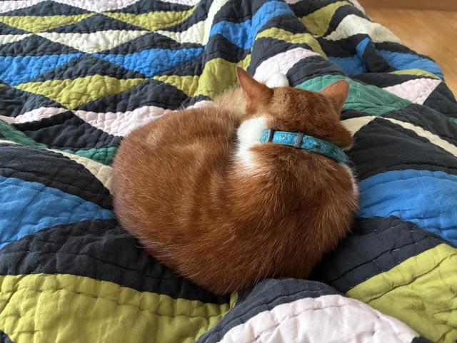 A curled-up orange cat is resting on a colorful patchwork quilt that features blue, green, black, and pink patterns. The cat is wearing a blue collar.
