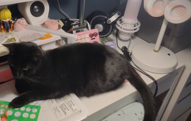 A black cat lies on a desk on top of my work in progress. His thick booty covers all of the working area.