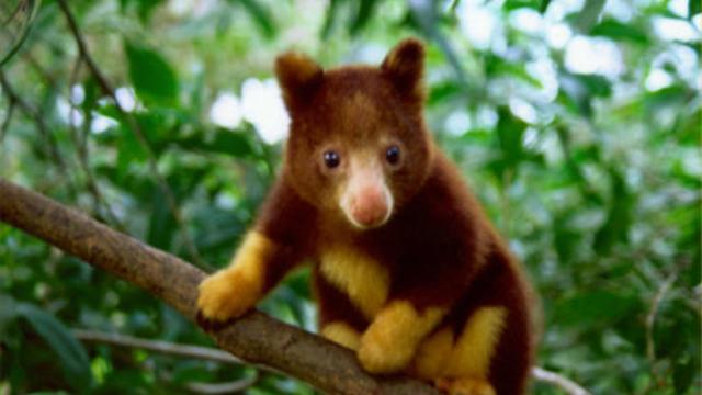 Happy #WorldKangarooDay. These bouncy symbols of #Australia are also one of their most cruelly persecuted animals! Totally INSANE! Many Tree #Kangaroos of #NewGuinea are #endangered due to #palmoil #deforestation #BoycottPalmOil 🌴🚫 @palmoildetect https://palmoildetectives.com/2024/07/04/encountering-the-worlds-most-endangered-kangaroo-the-wondiwoi-tree-kangaroo/?utm_source=mastodon&utm_medium=Palm+Oil+Detectives&utm_campaign=publer 