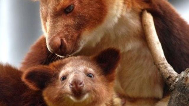 Happy #WorldKangarooDay. These bouncy symbols of #Australia are also one of their most cruelly persecuted animals! Totally INSANE! Many Tree #Kangaroos of #NewGuinea are #endangered due to #palmoil #deforestation #BoycottPalmOil 🌴🚫 @palmoildetect https://palmoildetectives.com/2024/07/04/encountering-the-worlds-most-endangered-kangaroo-the-wondiwoi-tree-kangaroo/?utm_source=mastodon&utm_medium=Palm+Oil+Detectives&utm_campaign=publer 