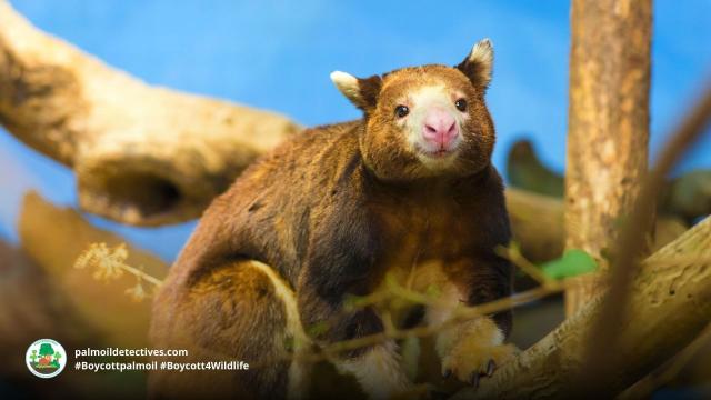 Happy #WorldKangarooDay. These bouncy symbols of #Australia are also one of their most cruelly persecuted animals! Totally INSANE! Many Tree #Kangaroos of #NewGuinea are #endangered due to #palmoil #deforestation #BoycottPalmOil 🌴🚫 @palmoildetect https://palmoildetectives.com/2024/07/04/encountering-the-worlds-most-endangered-kangaroo-the-wondiwoi-tree-kangaroo/?utm_source=mastodon&utm_medium=Palm+Oil+Detectives&utm_campaign=publer 