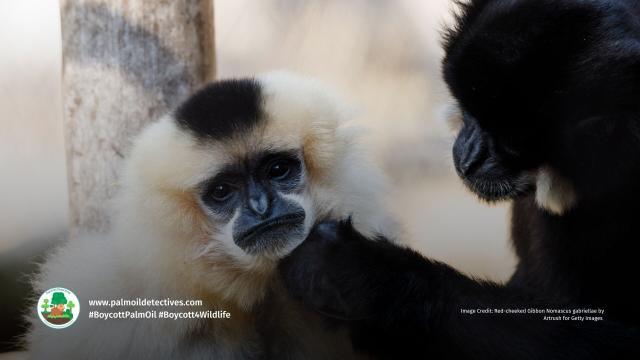 It's #InternationalGibbonDay 🐵🐒 #Gibbons sing sunrise duets 🎶 Their swinging arms make them the fastest moving #apes, as fast a racehorse galloping! #Gibbon species are threatened by #deforestation: #palmoil #mining #BoycottPalmOil #Boycott4Wildlife https://palmoildetectives.com/2021/01/29/northern-white-cheeked-gibbon-nomascus-leucogenys/?utm_source=mastodon&utm_medium=Palm+Oil+Detectives&utm_campaign=publer