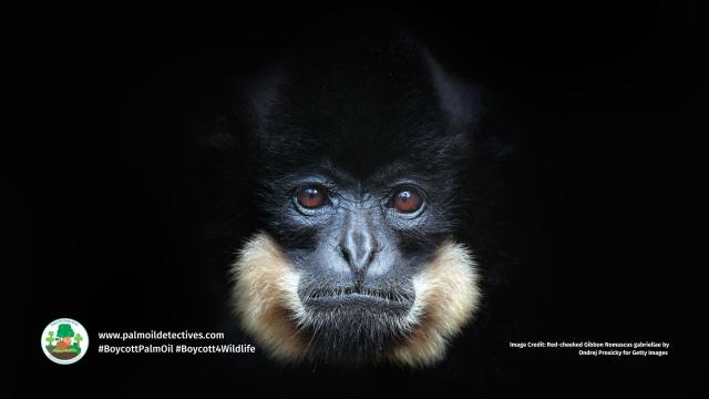 It's #InternationalGibbonDay 🐵🐒 #Gibbons sing sunrise duets 🎶 Their swinging arms make them the fastest moving #apes, as fast a racehorse galloping! #Gibbon species are threatened by #deforestation: #palmoil #mining #BoycottPalmOil #Boycott4Wildlife https://palmoildetectives.com/2021/01/29/northern-white-cheeked-gibbon-nomascus-leucogenys/?utm_source=mastodon&utm_medium=Palm+Oil+Detectives&utm_campaign=publer