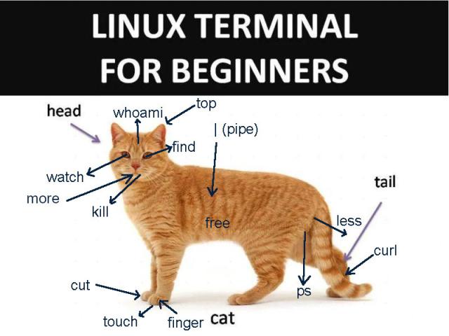 A badly edited meme of a ginger cat with various labelled linux commands pointing to parts of the cat's body