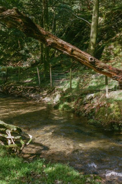 A little stream flowing through the woods. A dead tree is lying diagonally across the stream. On the other side, there is a small fence.