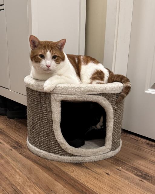 An orange-and-white cat lounges on top of a small circular cat house while a Tuxedo cat peers out from inside it. The tuxedo cat is barely visible from the shadows with his darker markings.