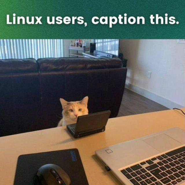 Linus users, captions this.

There is a picture of an almost ginger cat sitting at a desk looking all employee-like (or manager-like) with a smol black laptop in front of them.