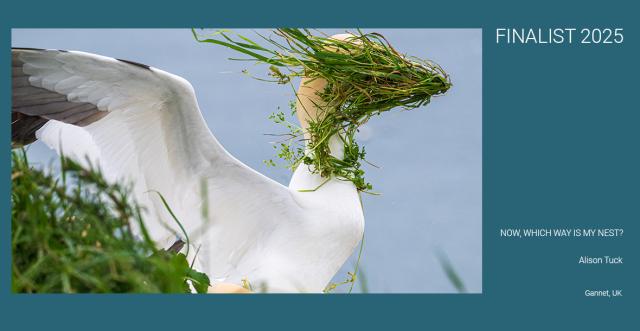 bird with greenery on face