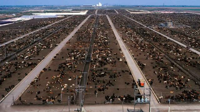 #News: #JBS, the world's biggest #meat co, is linked to illegal ranches destroying the #Amazon and #Indigenous lands. Tainted beef may be in the EU! We need a strong #EUDR. Be #Vegan for forests and #HumanRights. 🤮🔥 #Deforestation #ClimateChange https://www.hrw.org/news/2025/10/15/brazil-illegal-ranches-devastate-rainforest-livelihoods?utm_source=mastodon&utm_medium=Palm+Oil+Detectives&utm_campaign=publer
