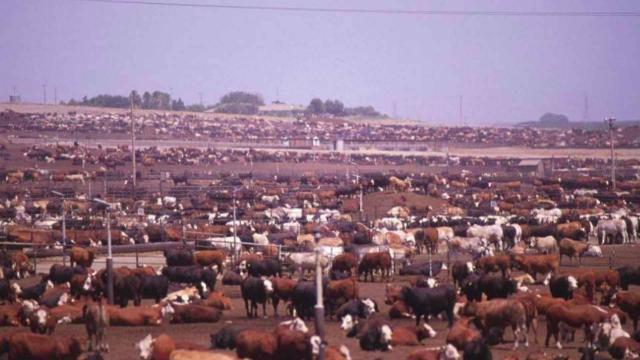 #News: #JBS, the world's biggest #meat co, is linked to illegal ranches destroying the #Amazon and #Indigenous lands. Tainted beef may be in the EU! We need a strong #EUDR. Be #Vegan for forests and #HumanRights. 🤮🔥 #Deforestation #ClimateChange https://www.hrw.org/news/2025/10/15/brazil-illegal-ranches-devastate-rainforest-livelihoods?utm_source=mastodon&utm_medium=Palm+Oil+Detectives&utm_campaign=publer
