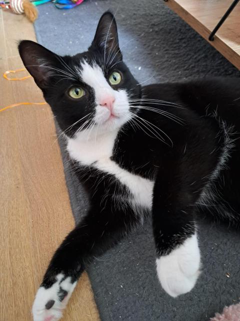 Pookie the tuxedo cat looking up. Like how can a cat be so beautiful ❤️ LOOK AT HIS WHITE SOCKS