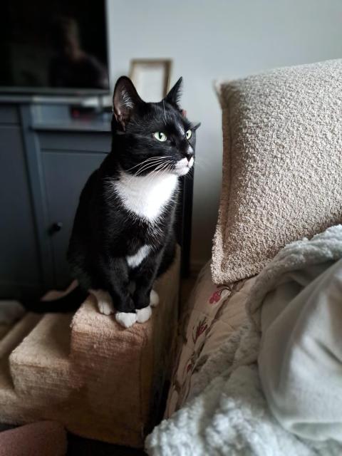 Wessie, a smaller tuxedo version of Pookie, also a supermodel cat like look at these cuties?!??!