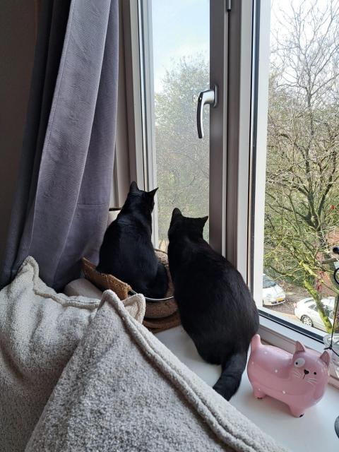Wessie and Pookie sitting behind the window, still at the cat sitter, hunting birds. 