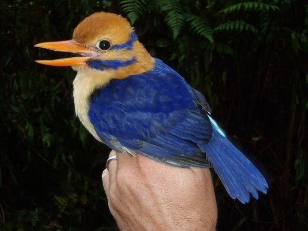 The cheeky colourful Bougainville Moustached Kingfisher 🦜🇵🇬 lives in #PapuaNewGuinea and #WestPapua #rainforest, endangered by #palmoil #deforestation. Boycott the brands destroying their home #BoycottPalmOil @palmoildetect.bsky.social #Boycott4Wildlife https://palmoildetectives.com/2021/01/31/bougainville-moustached-kingfisher-actenoides-bougainvillei/?utm_source=mastodon&utm_medium=Palm+Oil+Detectives&utm_campaign=publer