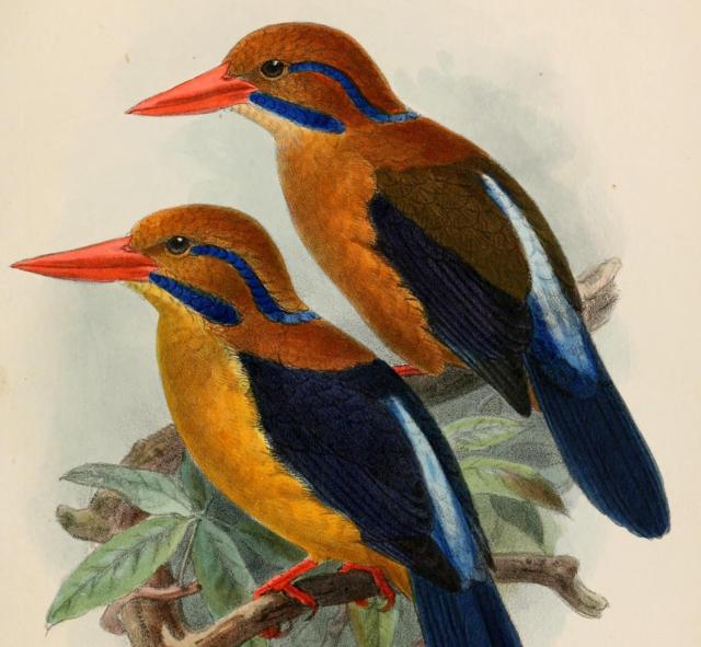 The cheeky colourful Bougainville Moustached Kingfisher 🦜🇵🇬 lives in #PapuaNewGuinea and #WestPapua #rainforest, endangered by #palmoil #deforestation. Boycott the brands destroying their home #BoycottPalmOil @palmoildetect.bsky.social #Boycott4Wildlife https://palmoildetectives.com/2021/01/31/bougainville-moustached-kingfisher-actenoides-bougainvillei/?utm_source=mastodon&utm_medium=Palm+Oil+Detectives&utm_campaign=publer
